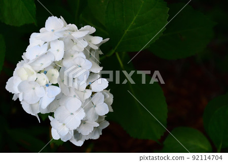 White hydrangea White hydrangea 92114704