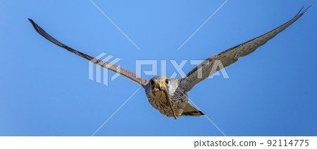 繁殖紅隼雄性抓住一隻大蜥蜴並衝回巢穴 繁殖紅隼雄性抓住一隻大蜥蜴並衝回巢穴 92114775