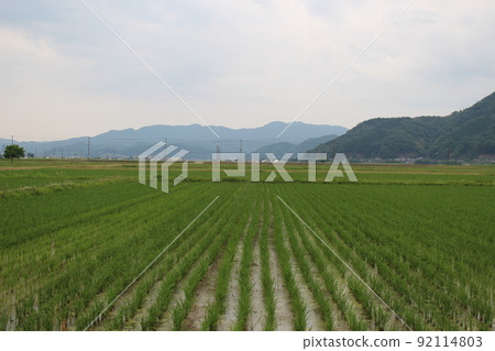 豐岡稻田鸛 92114803