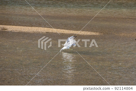 EOS5D.廣島吳，海鷗下車。 92114804