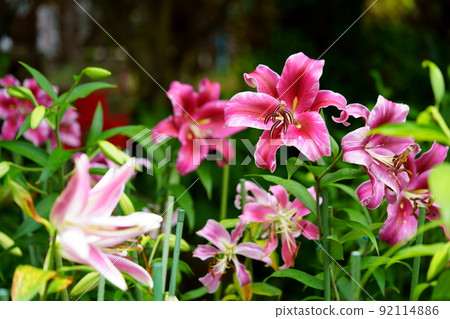Yamato Matsuodera, lily flowers after the rain 92114886