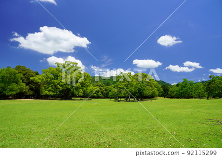 Day after the rainy season, refreshing Nara Park, Tobihino, large camphor tree 92115299