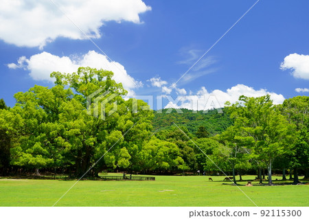 Day after the rainy season, refreshing Nara Park, Tobihino, large camphor tree Day after the rainy season, refreshing Nara Park, Tobihino, large camphor tree 92115300