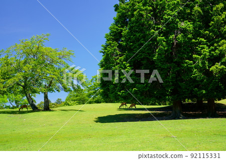 奈良公園、綠山、飛日野、雨季後的一天 92115331