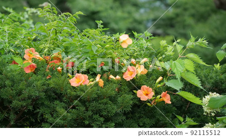 A poet A poet 92115512