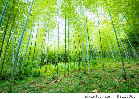 Muko City, Kyoto Prefecture Bamboo Path Bamboo Forest 92116003