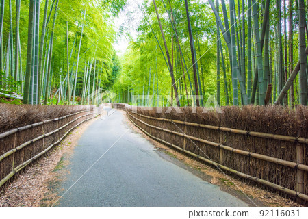 京都府向日市竹道竹垣和竹林 92116031