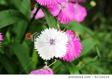 White dianthus White dianthus 92116224