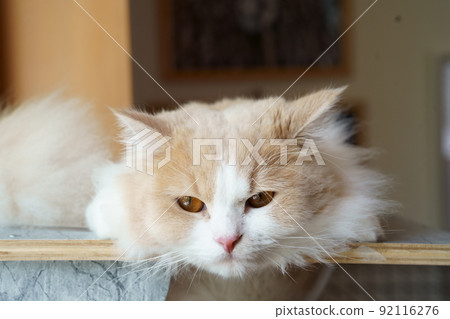 cute cat cute cat 92116276
