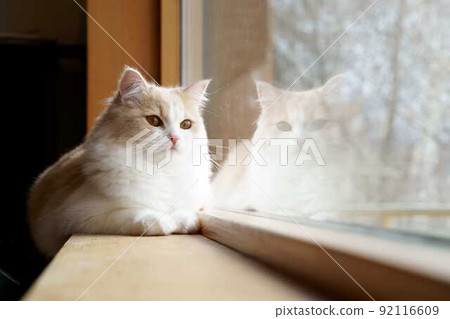 cute cat  92116609