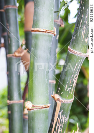 Bamboo tree in bamboo forest Bamboo tree in bamboo forest 92116638