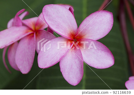 A bouquet of frangipani is blooming on the tree. 92116639