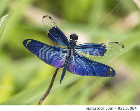 雄蝶蜻蜓棲息在池塘的死草上 92116864
