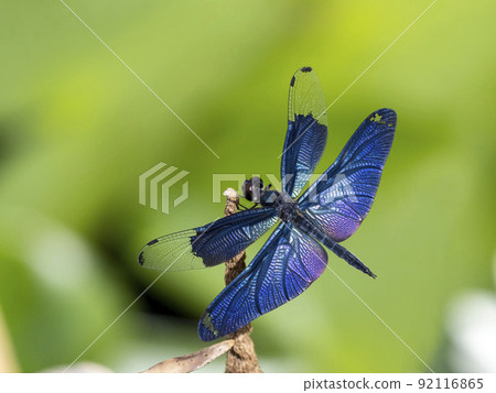 Male butterfly dragonfly perched on dead grass in a pond 92116865