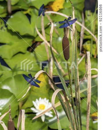 Male butterfly dragonfly perched on dead grass in a pond 92116866