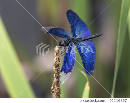 Male butterfly dragonfly perched on dead grass in a pond 92116867