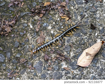 Centipede crawling on the ground 92116877