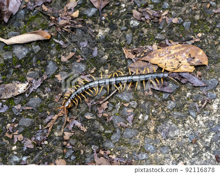 Centipede crawling on the ground 92116878
