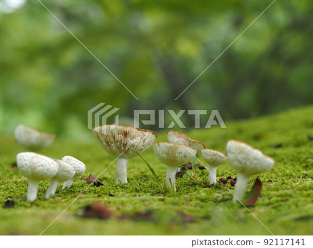 Ecological photograph of Kawarihatsu 92117141