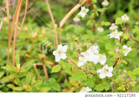 Potentilla anemoniate flower 92117195