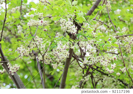 阿克比花 92117196