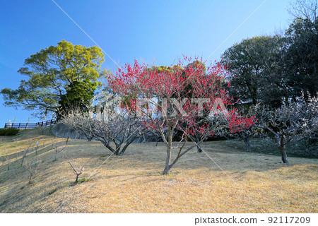 梅花在藍天中搖曳_Souri 梅花在藍天中搖曳_Souri 92117209