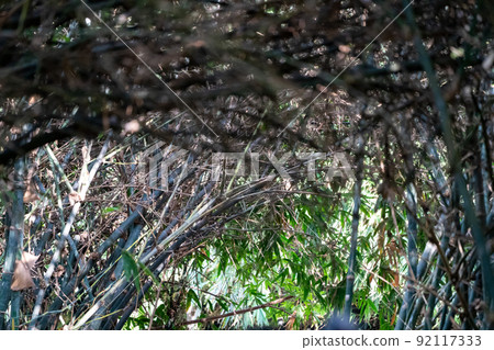 Real huge bamboo tunnel walk way in the forest of bamboo in Asia. Real huge bamboo tunnel walk way in the forest of bamboo in Asia. 92117333