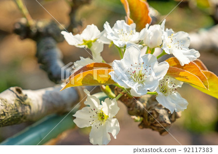 20th Century Pear Flower (Yurihama Town, Tottori Prefecture) 20th Century Pear Flower (Yurihama Town, Tottori Prefecture) 92117383