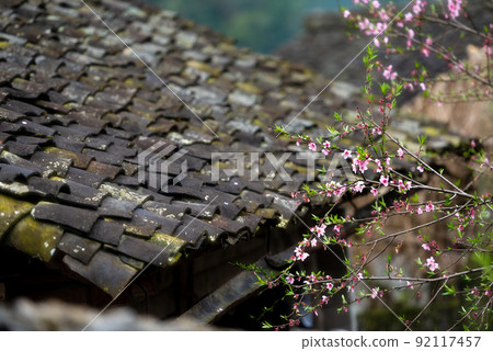 Peach Blossoms in Vietnam, at Ha Giang 92117457