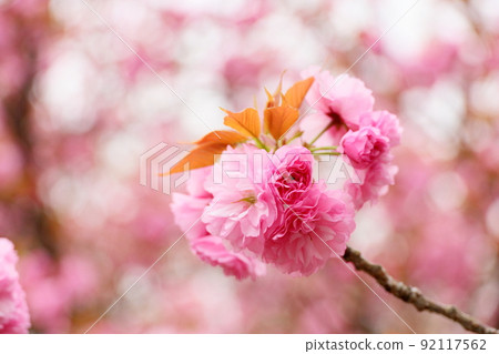 Ya azakura flowers 92117562