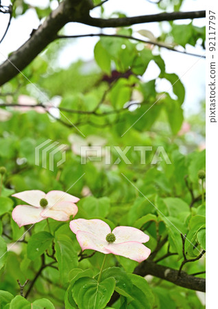 樹:Kousa山茱萸,山茱萸家族,弘前市 樹:Kousa山茱萸,山茱萸家族,弘前市 92117797