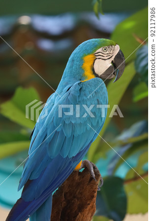 Close up head the Blue and yellow macaw parrot bird in garden 92117986