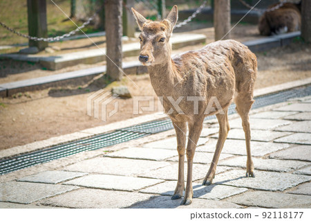 close up the cute deer at Todaiji temple in Nara perfecture Japan 92118177
