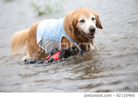 Golden retriever and black and tan long coat Chihuahua playing in the shallow water of the river Golden retriever and black and tan long coat Chihuahua playing in the shallow water of the river 92118460