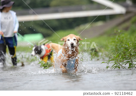 金毛獵犬在河的淺水區玩耍 金毛獵犬在河的淺水區玩耍 92118462