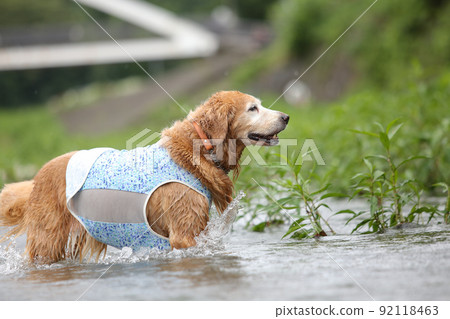金毛獵犬在河的淺水區玩耍 92118463