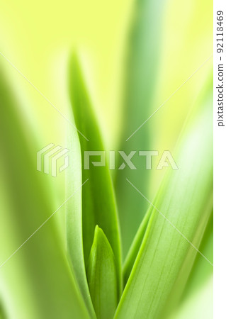 blurry leaves nature of summer green leaves natural green leaf plant used as wallpaper background blurry leaves nature of summer green leaves natural green leaf plant used as wallpaper background 92118469