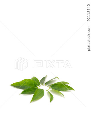 example of plant diseases which has circle Smudges on the leaf are arranged in the circle line like a flower shape on white background. 92118540