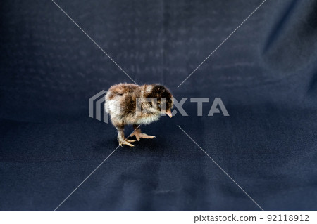 Baby Mini Cochin Chick on dark blue cloth background in studio light. Baby Mini Cochin Chick on dark blue cloth background in studio light. 92118912