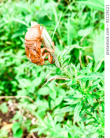 Cicada shells that emerged on the Arakawa riverbed Cicada shells that emerged on the Arakawa riverbed 92119221
