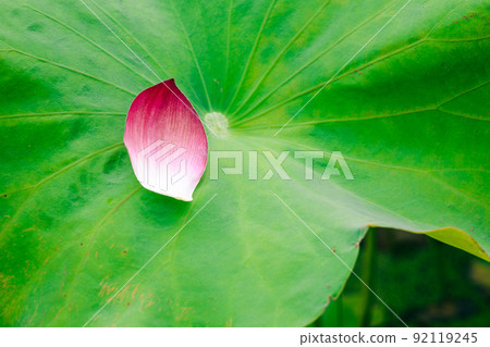 Hyogo Yamasa Gamo, Lotus Flower Garden, Petals 92119245