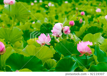 Hyogo Yamasa Gamo, Lotus Flower Garden Double-headed Lotus 92119307