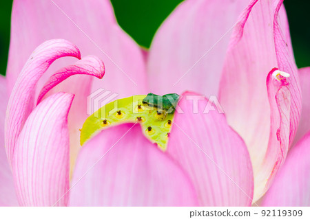 Hyogo Yamasa Gamo, Lotus Flower Garden, Lotus and Frog 92119309