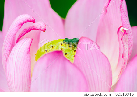 Hyogo Yamasa Gamo, Lotus Flower Garden, Lotus and Frog 92119310