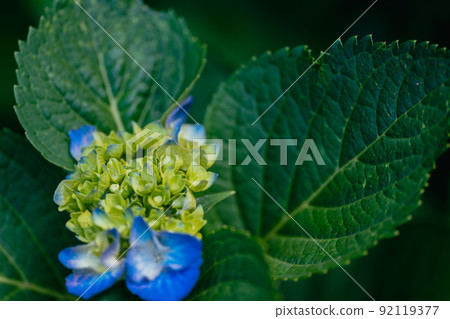 Blue hydrangea blooming in the park 92119377