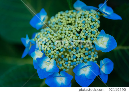 Blue hydrangea blooming in the park Blue hydrangea blooming in the park 92119390