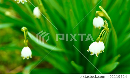 春天盛開的雪花 92119524