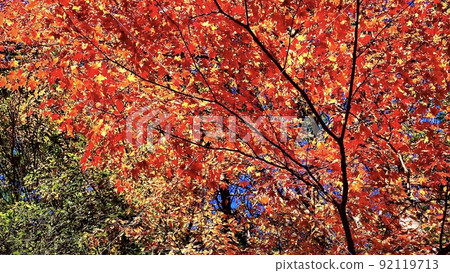 Colored autumn leaves taken during the day Colored autumn leaves taken during the day 92119713