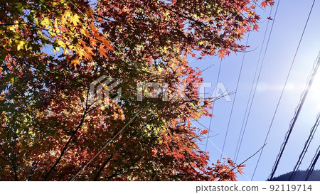 Colored autumn leaves taken during the day Colored autumn leaves taken during the day 92119714