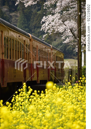 Kominato railroad and rape blossoms 92119802